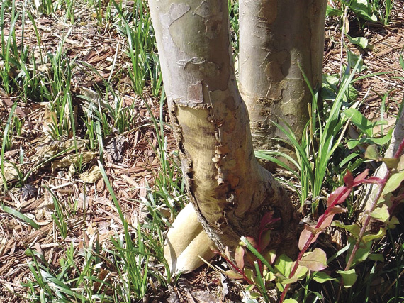 Bark has been stripped from the trunk of a crape myrtle.